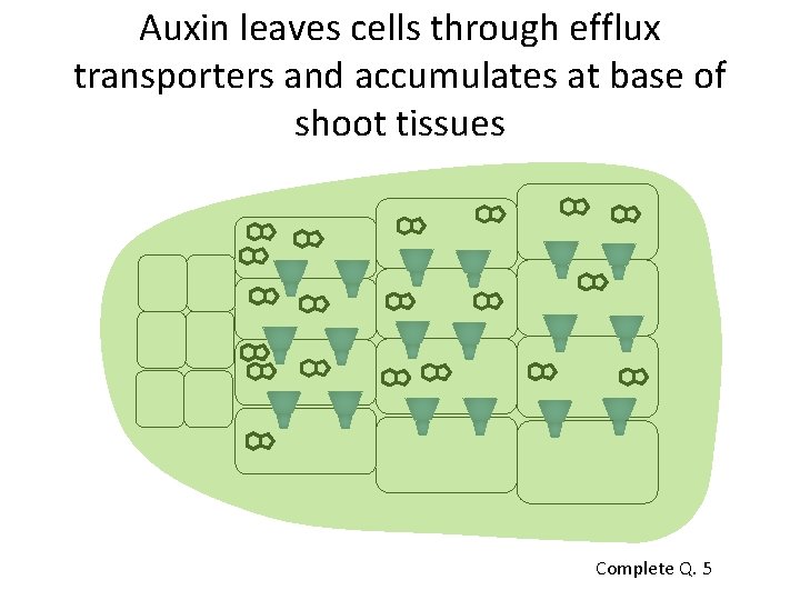 Auxin leaves cells through efflux transporters and accumulates at base of shoot tissues Complete