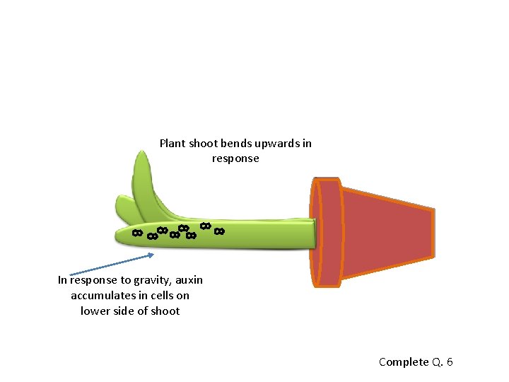 Plant shoot bends upwards in response In response to gravity, auxin accumulates in cells