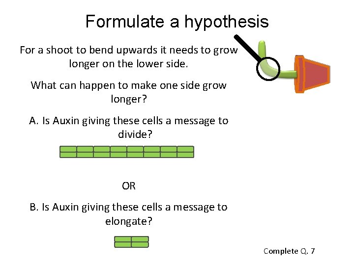Formulate a hypothesis For a shoot to bend upwards it needs to grow longer