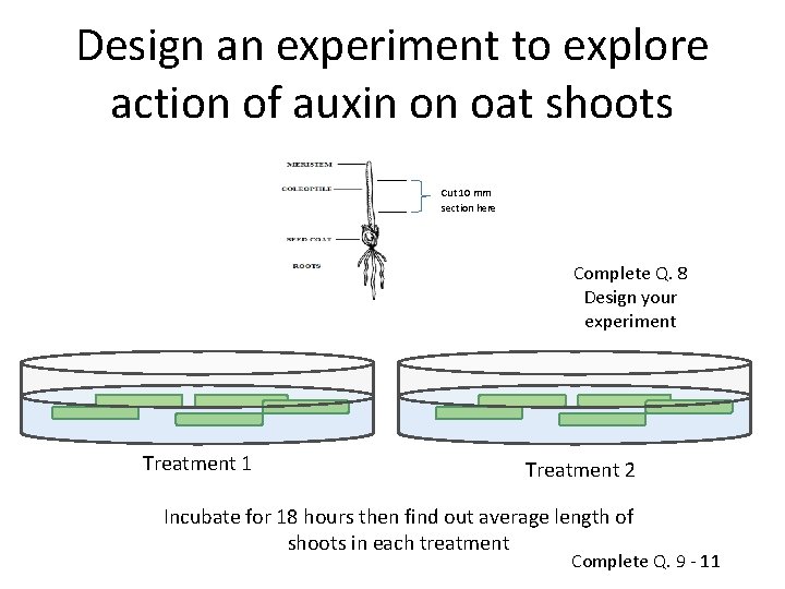 Design an experiment to explore action of auxin on oat shoots Cut 10 mm