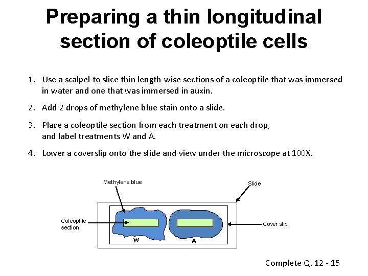 Preparing a thin longitudinal section of coleoptile cells 1. Use a scalpel to slice