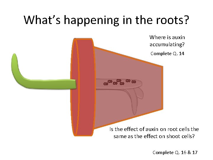 What’s happening in the roots? Where is auxin accumulating? Complete Q. 14 Is the