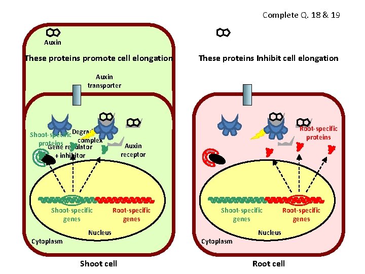 Complete Q. 18 & 19 Auxin These proteins promote cell elongation These proteins Inhibit