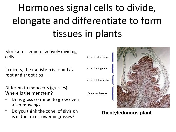 Hormones signal cells to divide, elongate and differentiate to form tissues in plants Meristem