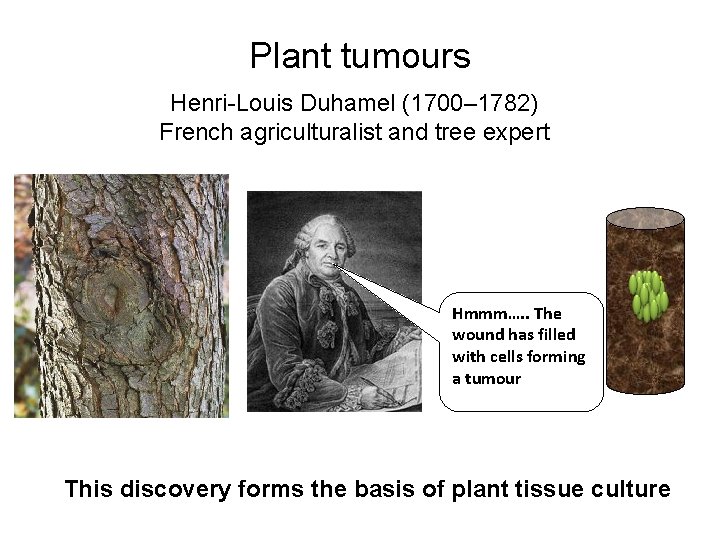 Plant tumours Henri-Louis Duhamel (1700– 1782) French agriculturalist and tree expert Hmmm…. . The