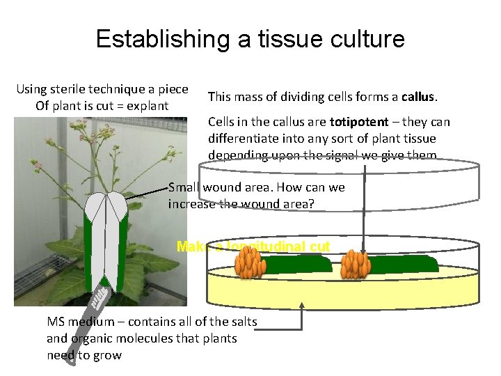 Establishing a tissue culture Using sterile technique a piece Of plant is cut =