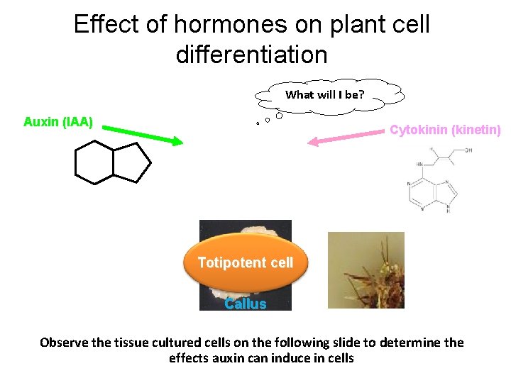 Effect of hormones on plant cell differentiation What will I be? Auxin (IAA) Cytokinin