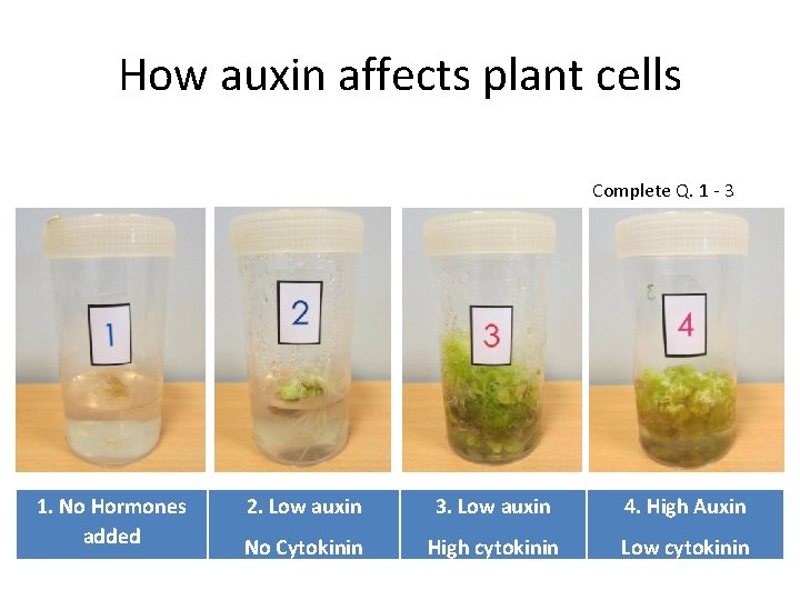 How auxin affects plant cells Complete Q. 1 - 3 1. No Hormones added