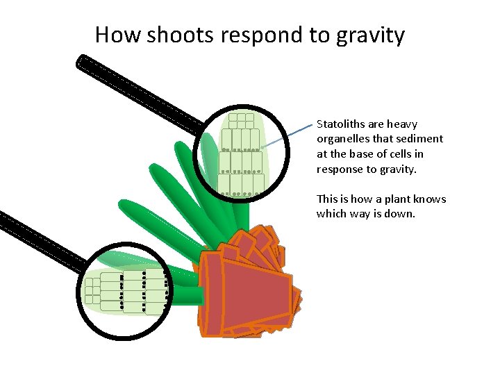 How shoots respond to gravity Statoliths are heavy organelles that sediment at the base