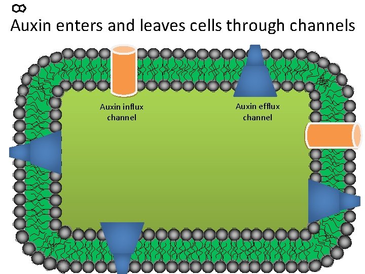 Auxin enters and leaves cells through channels Auxin influx channel Auxin efflux channel 