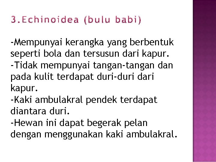 -Mempunyai kerangka yang berbentuk seperti bola dan tersusun dari kapur. -Tidak mempunyai tangan-tangan dan