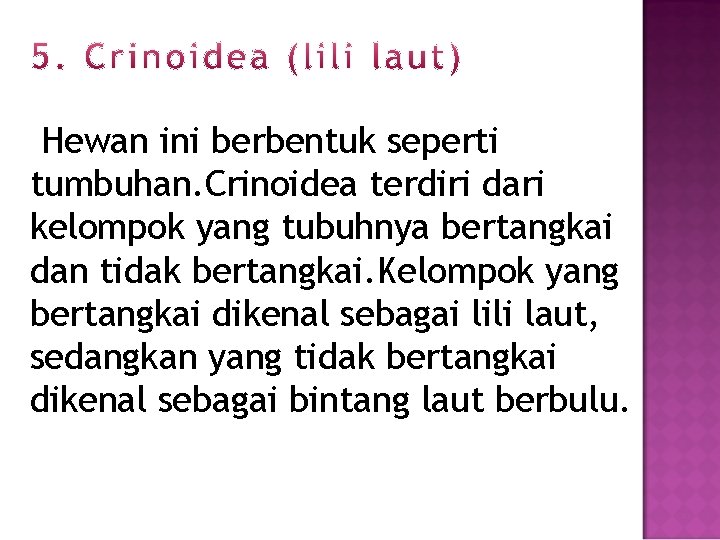 Hewan ini berbentuk seperti tumbuhan. Crinoidea terdiri dari kelompok yang tubuhnya bertangkai dan tidak