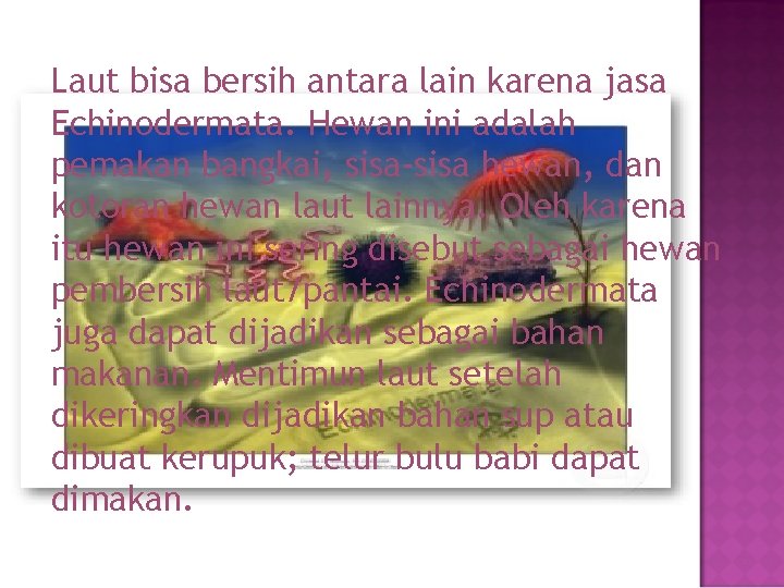 Laut bisa bersih antara lain karena jasa Echinodermata. Hewan ini adalah pemakan bangkai, sisa-sisa