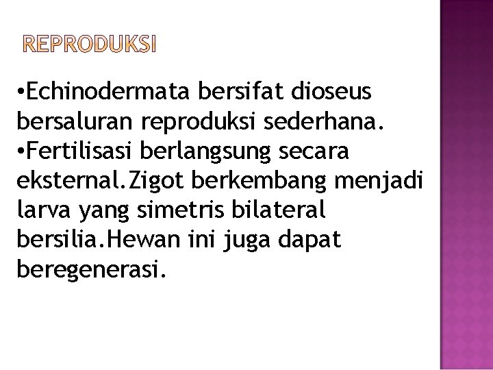 • Echinodermata bersifat dioseus bersaluran reproduksi sederhana. • Fertilisasi berlangsung secara eksternal. Zigot