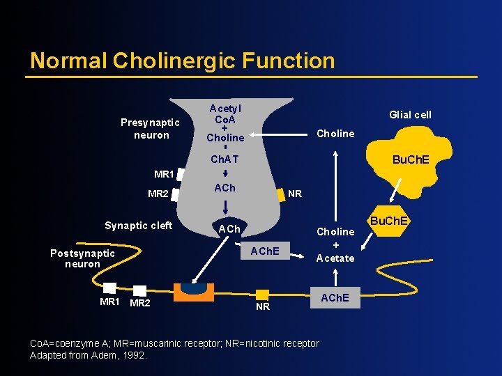 Normal Cholinergic Function Presynaptic neuron Acetyl Co. A + Choline Glial cell Choline Ch.