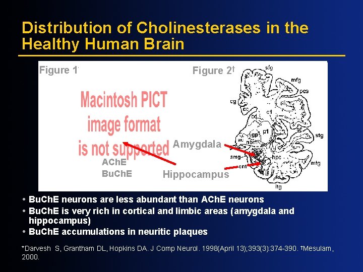 Distribution of Cholinesterases in the Healthy Human Brain Figure 1* Figure 2† Amygdala ACh.