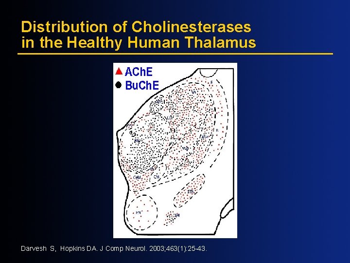 Distribution of Cholinesterases in the Healthy Human Thalamus Darvesh S, Hopkins DA. J Comp