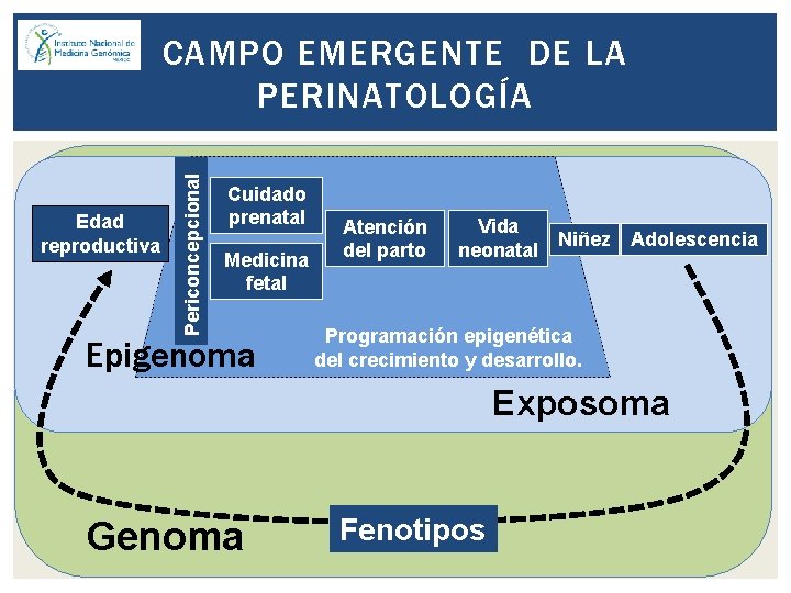 Edad reproductiva Periconcepcional CAMPO EMERGENTE DE LA PERINATOLOGÍA Cuidado prenatal Medicina fetal Epigenoma Atención