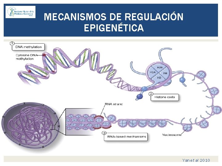 MECANISMOS DE REGULACIÓN EPIGENÉTICA Yan et al 2010 