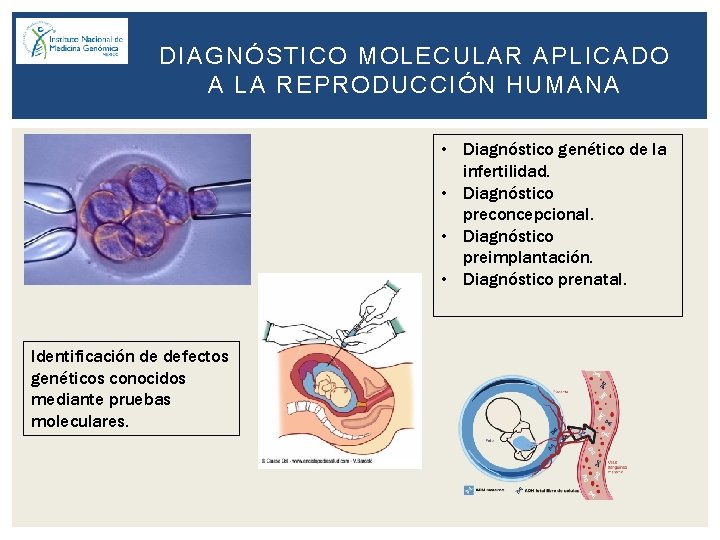 DIAGNÓSTICO MOLECULAR APLICADO A LA REPRODUCCIÓN HUMANA • Diagnóstico genético de la infertilidad. •