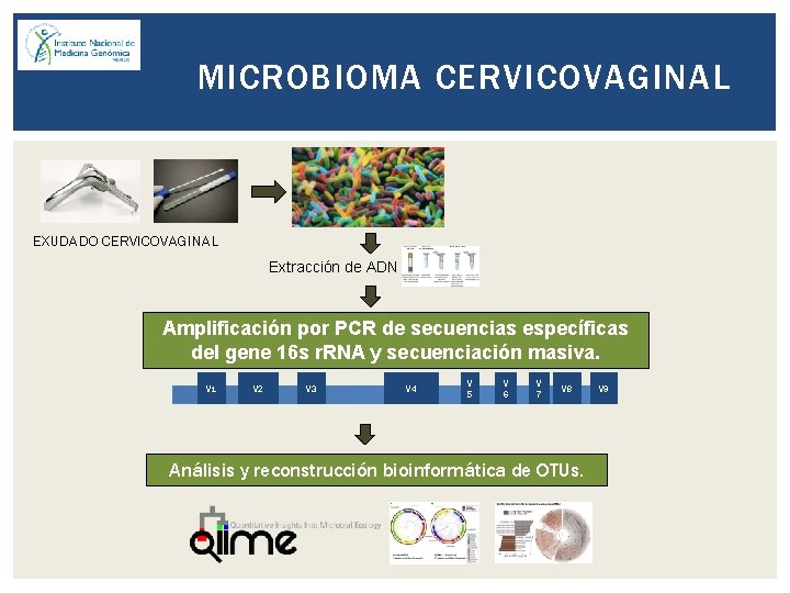 MICROBIOMA CERVICOVAGINAL EXUDADO CERVICOVAGINAL Extracción de ADN Amplificación por PCR de secuencias específicas del