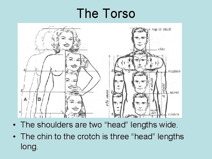 The Torso • The shoulders are two “head” lengths wide. • The chin to