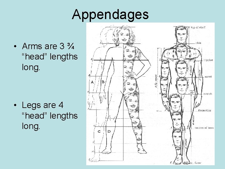 Appendages • Arms are 3 ¾ “head” lengths long. • Legs are 4 “head”