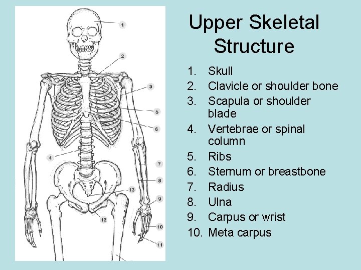 Upper Skeletal Structure 1. Skull 2. Clavicle or shoulder bone 3. Scapula or shoulder