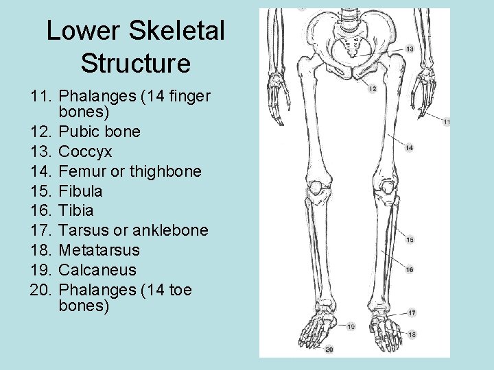 Lower Skeletal Structure 11. Phalanges (14 finger bones) 12. Pubic bone 13. Coccyx 14.