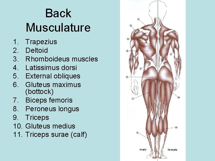 Back Musculature 1. 2. 3. 4. 5. 6. 7. 8. 9. 10. 11. Trapezius