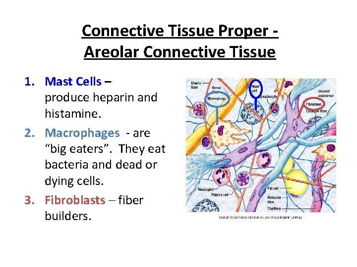 Connective Tissue Proper Areolar Connective Tissue 1. Mast Cells – produce heparin and histamine.