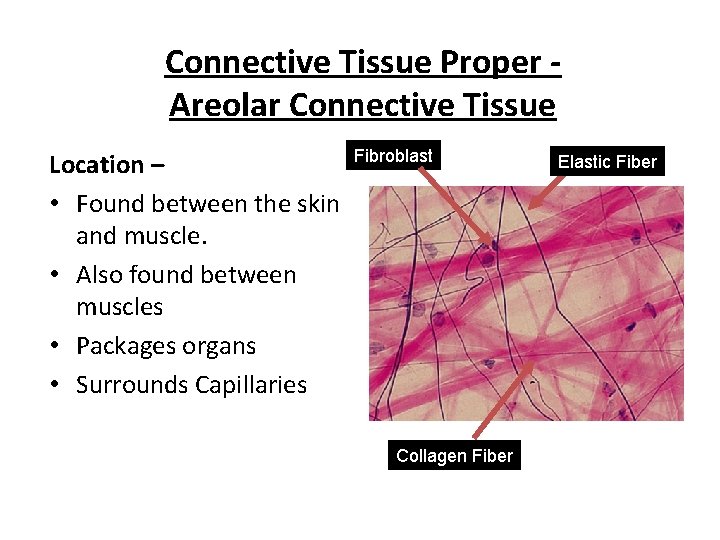Connective Tissue Proper Areolar Connective Tissue Location – • Found between the skin and