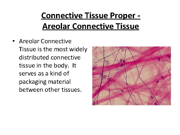 Connective Tissue Proper Areolar Connective Tissue • Areolar Connective Tissue is the most widely