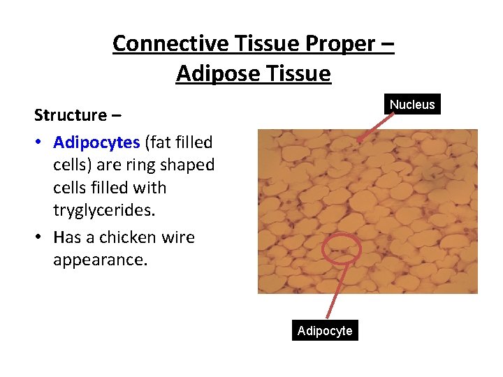Connective Tissue Proper – Adipose Tissue Nucleus Structure – • Adipocytes (fat filled cells)
