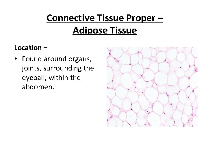 Connective Tissue Proper – Adipose Tissue Location – • Found around organs, joints, surrounding