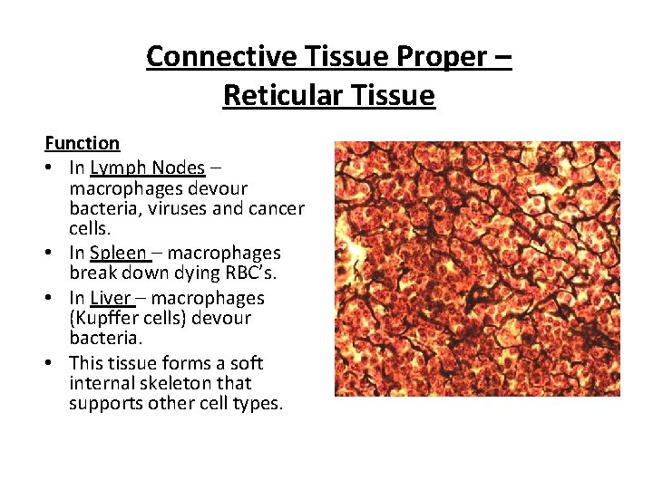 Connective Tissue Proper – Reticular Tissue Function • In Lymph Nodes – macrophages devour