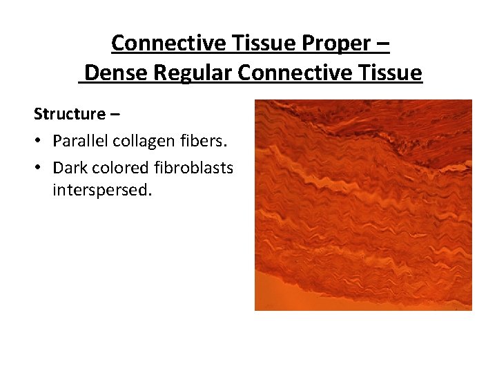 Connective Tissue Proper – Dense Regular Connective Tissue Structure – • Parallel collagen fibers.