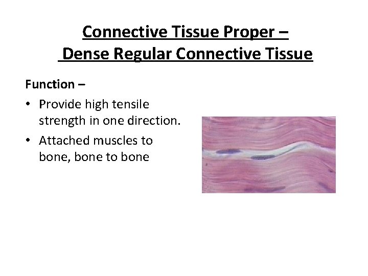 Connective Tissue Proper – Dense Regular Connective Tissue Function – • Provide high tensile