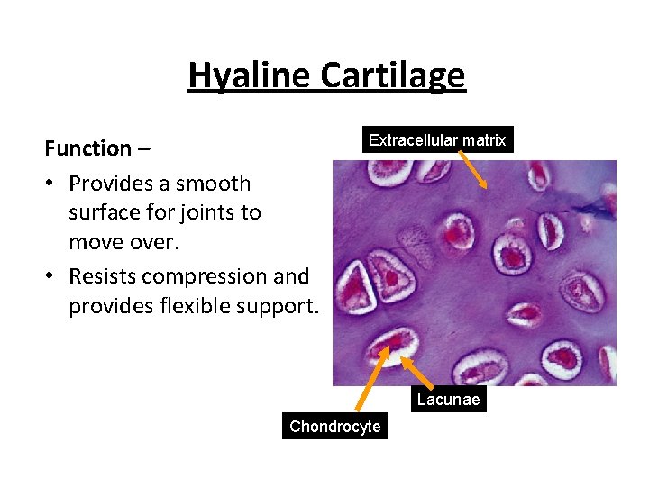 Hyaline Cartilage Function – • Provides a smooth surface for joints to move over.