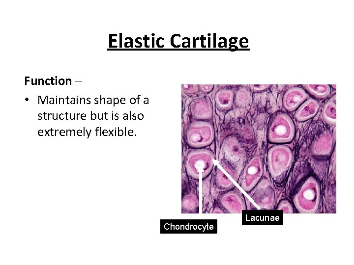 Elastic Cartilage Function – • Maintains shape of a structure but is also extremely