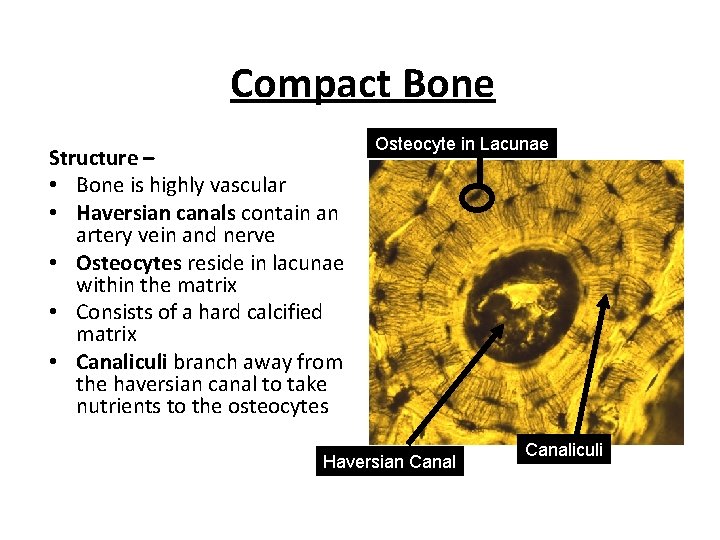 Compact Bone Structure – • Bone is highly vascular • Haversian canals contain an