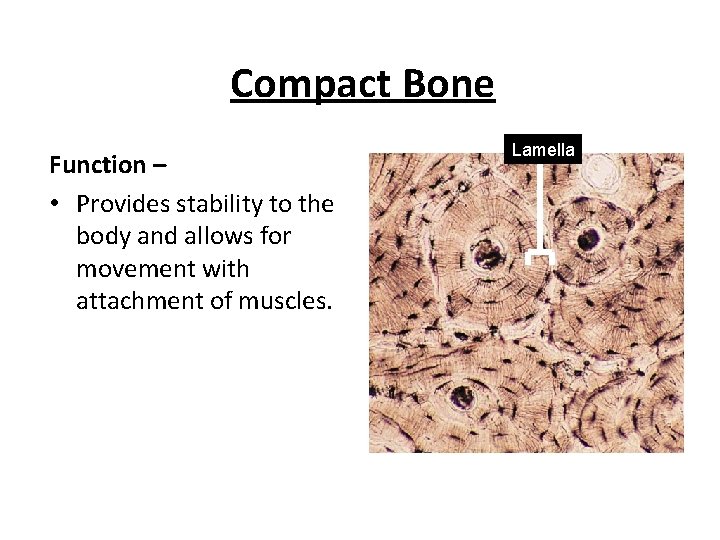 Compact Bone Function – • Provides stability to the body and allows for movement