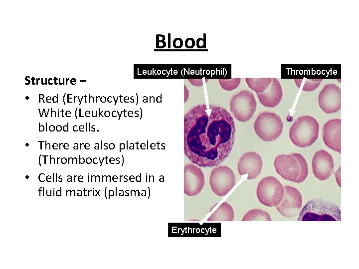 Blood Leukocyte (Neutrophil) Structure – • Red (Erythrocytes) and White (Leukocytes) blood cells. •