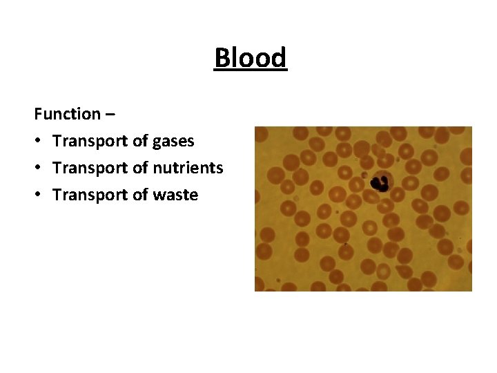 Blood Function – • Transport of gases • Transport of nutrients • Transport of
