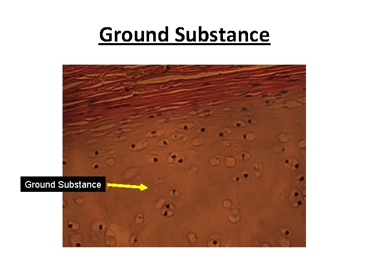 Ground Substance 