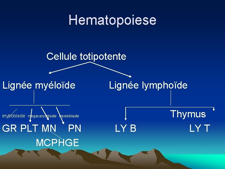 Hematopoiese Cellule totipotente Lignée myéloïde Lignée lymphoïde erytroblaste Thymus GR PLT MN PN LY Hematopoiese Cellule totipotente Lignée myéloïde Lignée lymphoïde erytroblaste Thymus GR PLT MN PN LY