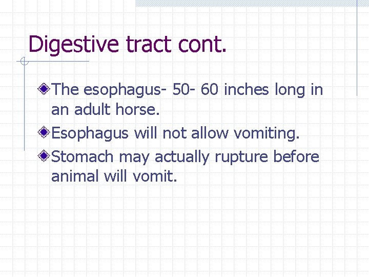 Digestive tract cont. The esophagus- 50 - 60 inches long in an adult horse.