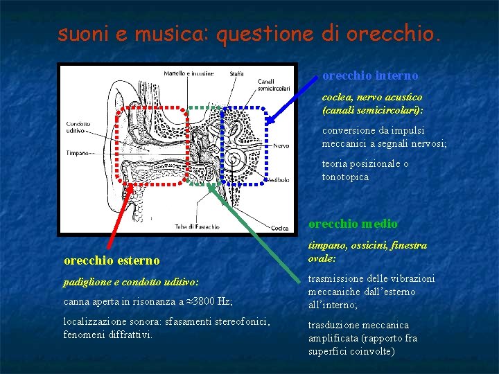 suoni e musica: questione di orecchio interno coclea, nervo acustico (canali semicircolari): conversione da