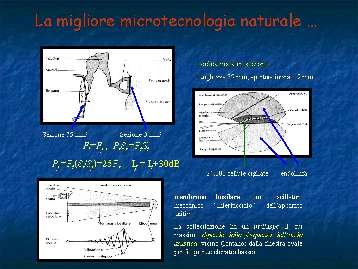 La migliore microtecnologia naturale … coclea vista in sezione: lunghezza 35 mm, apertura iniziale