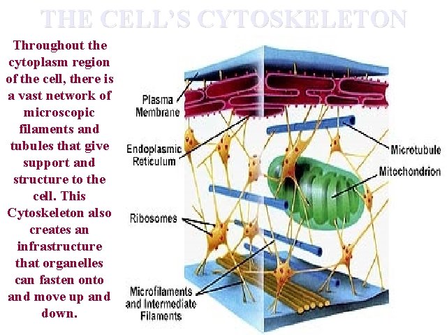 THE CELL’S CYTOSKELETON Throughout the cytoplasm region of the cell, there is a vast